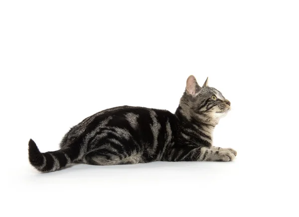 Lindo gatito tabby en blanco — Foto de Stock