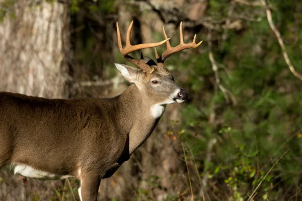 Běloocasý jelení Buck — Stock fotografie