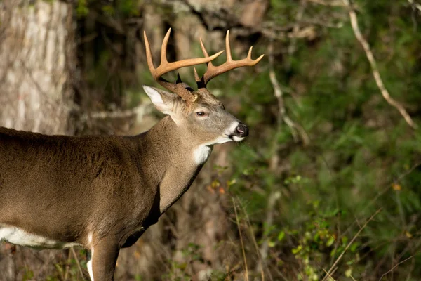 Beyaz kuyruklu Geyik Buck — Stok fotoğraf