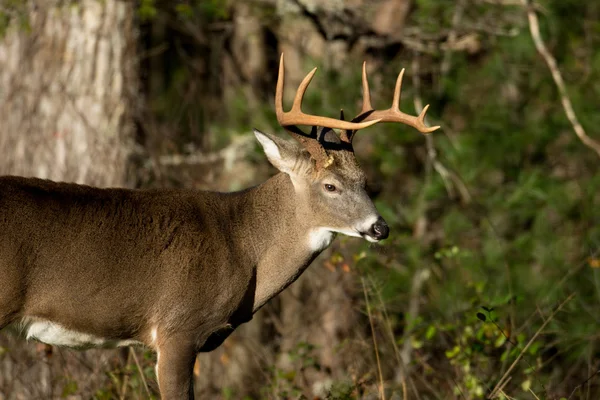 Witstaarthertenbok — Stockfoto