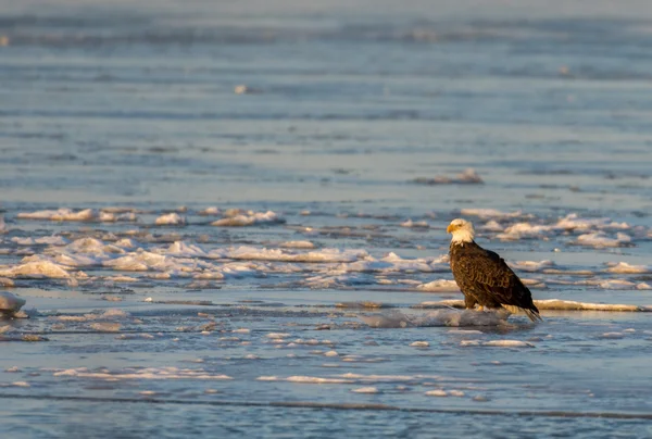 Bald eagle on ice — Stock Photo, Image