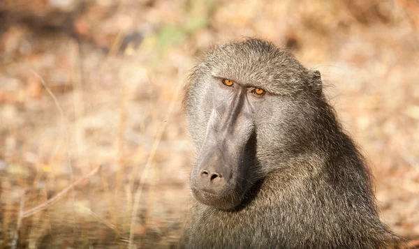 Babbuino nel Parco Nazionale di Kruger — Foto Stock