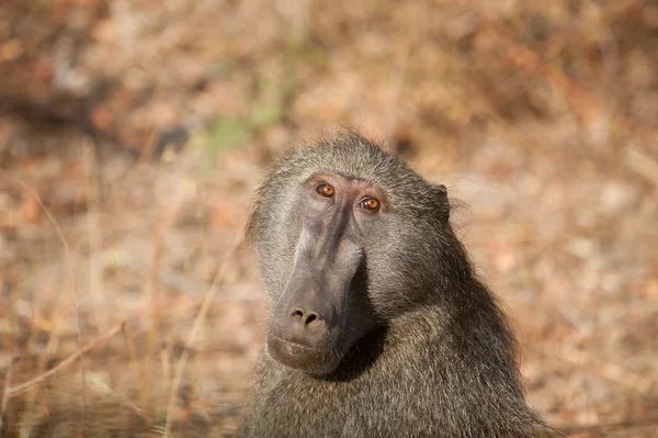 Babuíno no Parque Nacional Kruger — Fotografia de Stock