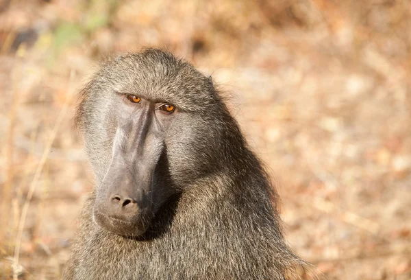 Babbuino nel Parco Nazionale di Kruger — Foto Stock