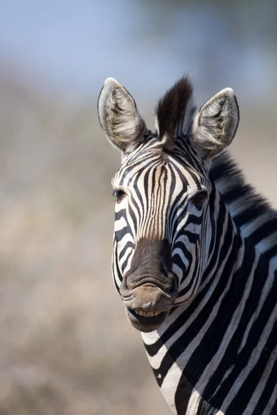 Zebra no Parque Nacional Kruger — Fotografia de Stock