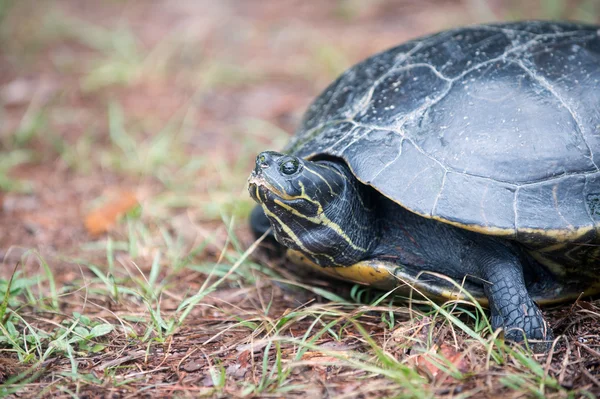 Snapping turtle laying its eggs — Stock Photo, Image