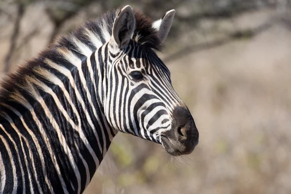 Zebra i Kruger National Park — Stockfoto