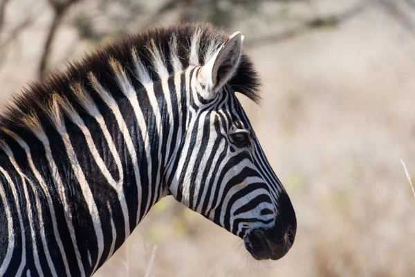 Zebra im Kruger Nationalpark — Stockfoto