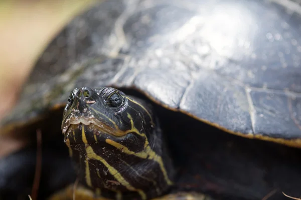 Snapping turtle laying its eggs — Stock Photo, Image