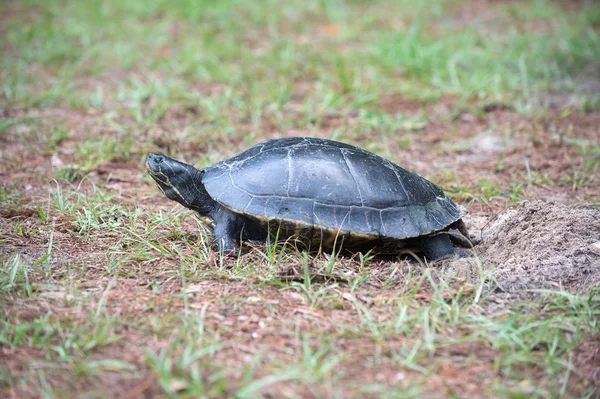 Snapping turtle laying its eggs — Stock Photo, Image
