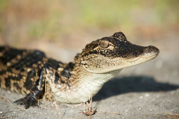 Young alligator in Florida — Stock Photo, Image