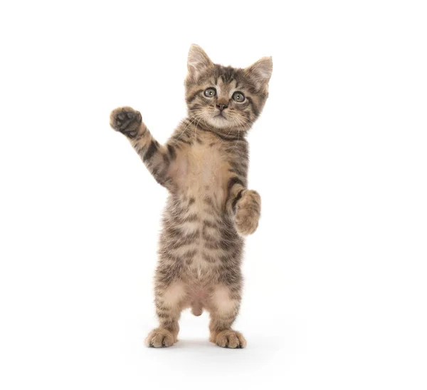 Mignon Bebe Chaton Tabby Sur Les Pattes Arriere Isole Sur Fond Blanc C Est Drole Minou Stock Photo Mignon Bebe Chaton Tabby Sur Les Pattes Arriere Isole Sur Fond Blanc C Est Drole Minou Stock Photo