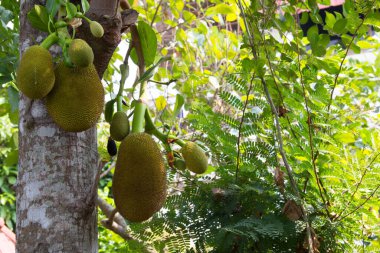 Ortanca ve genç meyve bahçelerindeki ağaçta sallanan meyveler (Artocarpus heterophyllus). Sert kabuklu meyve, sert dikenli dikenler gibi sert bir yüzeyi var. Büyük, yuvarlak, uzun bir meyve. Tayland.