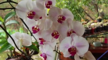 Phalaenopsis ya da Güve Orkidesi çiçekleri yuvarlaktır, büyük çiçekler, beyaz taç yaprakları, mor dudaklar. Kırsal kesimde güzel çiçekler açar. Phrae Tayland.