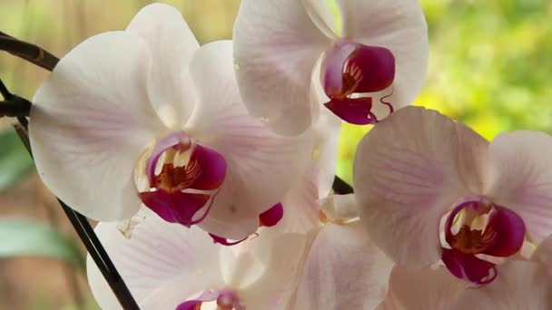 Phalaenopsis Fiori Del Orchid Della Falena Sono Rotondi Grandi Fiori — Video Stock