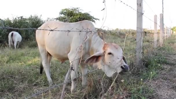 White Cow Eating Grass Which Took Its Neck Barb Fence — Stock Video