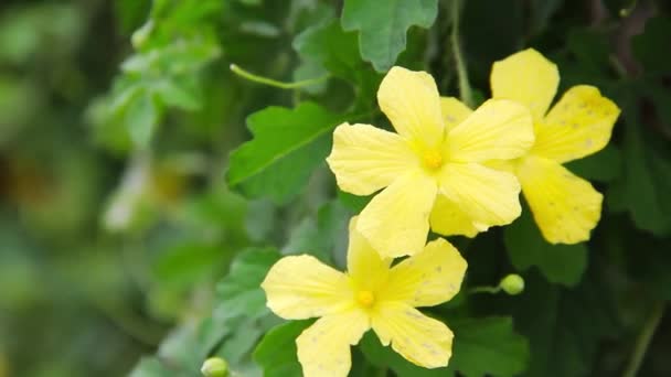 Bitter Cucumber Flowers Momordica Charantia Has Other Names Balsam Pear — Stock Video