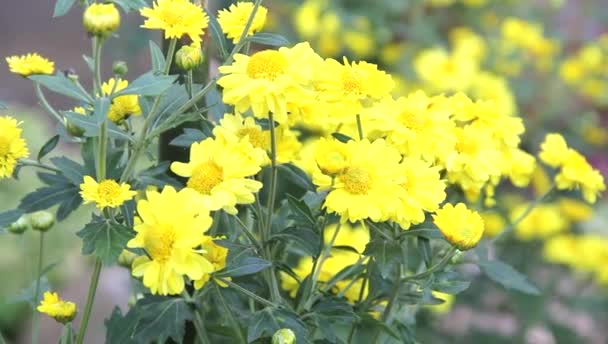 菊花花 黄色小 背景浅黄模糊 它们是草本植物 阳光灿烂的日子 在美丽的乡村公园 Phare泰国 — 图库视频影像