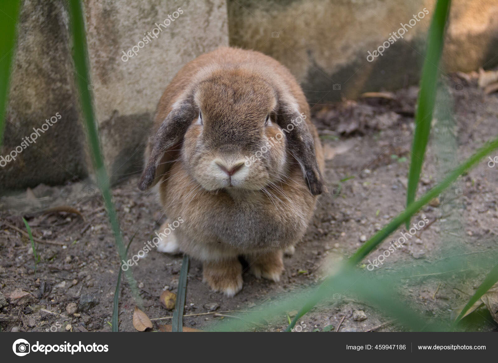 430 Holland Lop Rabbit Stock Photos Images Download Holland Lop Rabbit Pictures On Depositphotos