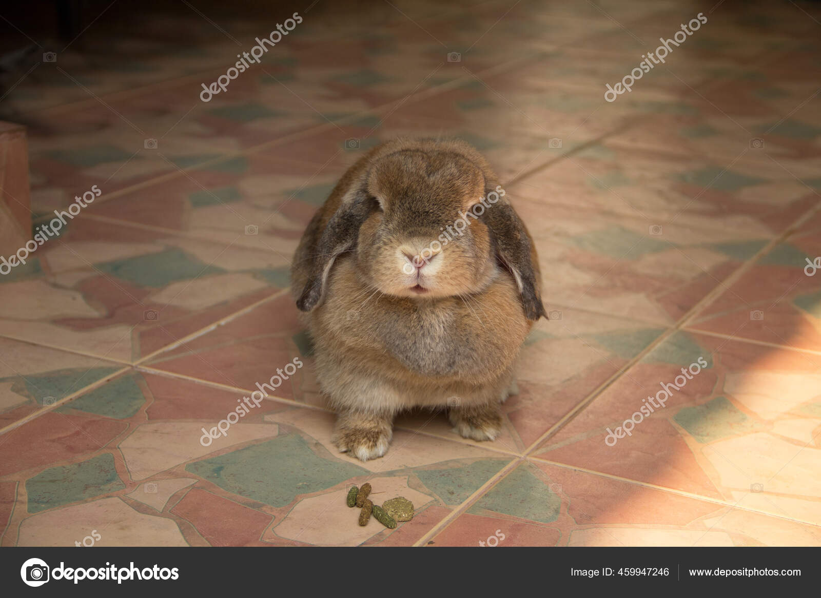 430 Holland Lop Rabbit Stock Photos Images Download Holland Lop Rabbit Pictures On Depositphotos