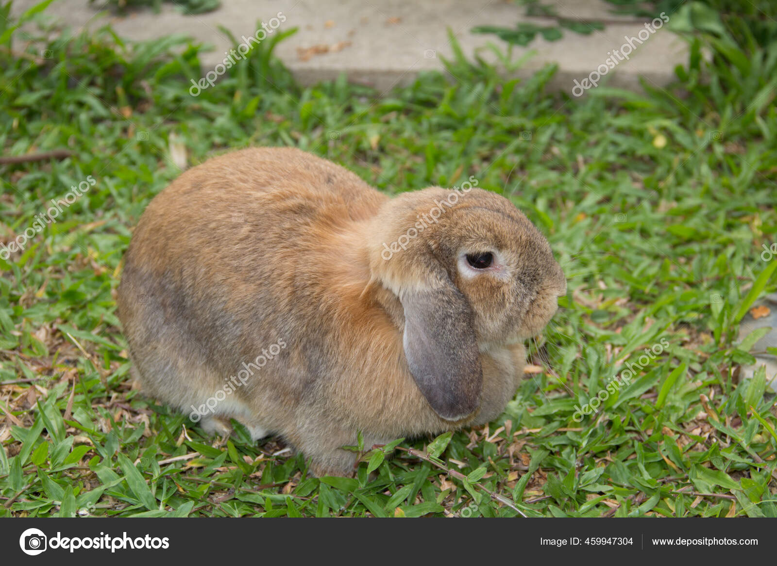 430 Holland Lop Rabbit Stock Photos Images Download Holland Lop Rabbit Pictures On Depositphotos