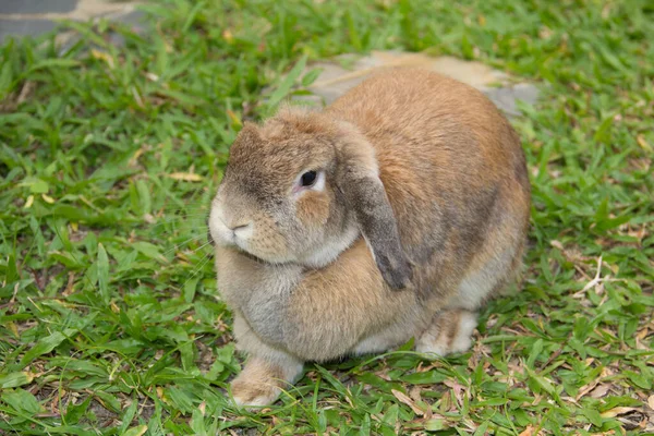 holland lop rabbit pictures holland lop rabbit stock photos images depositphotos