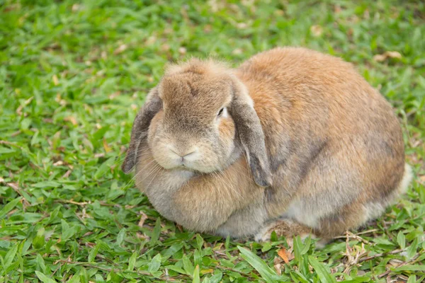 holland lop rabbit pictures holland lop rabbit stock photos images depositphotos holland lop rabbit pictures holland lop rabbit stock photos images depositphotos