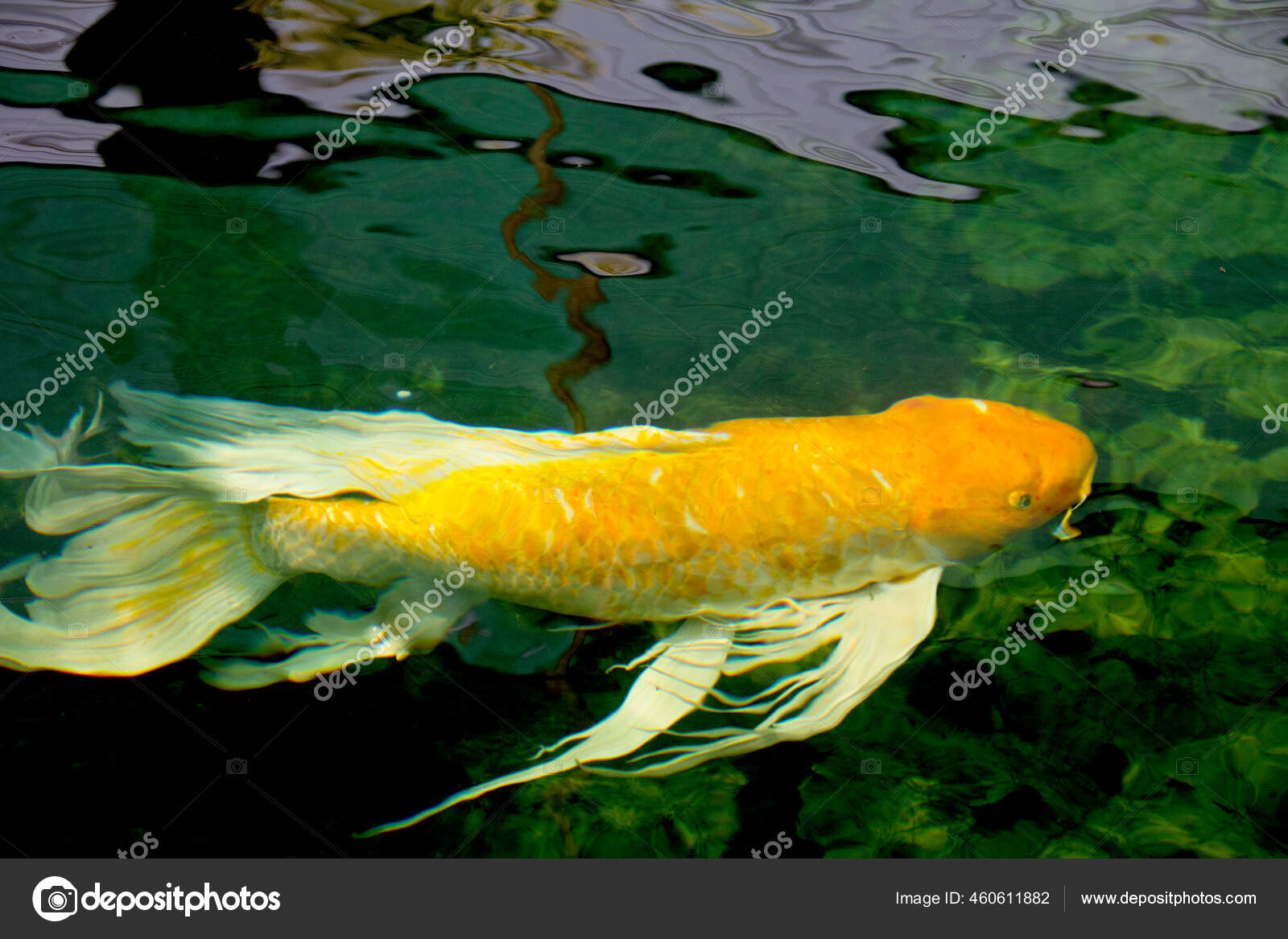 Stockfotos Schmetterling Koi Bilder Stockfotografie Schmetterling Koi Lizenzfreie Fotos Depositphotos