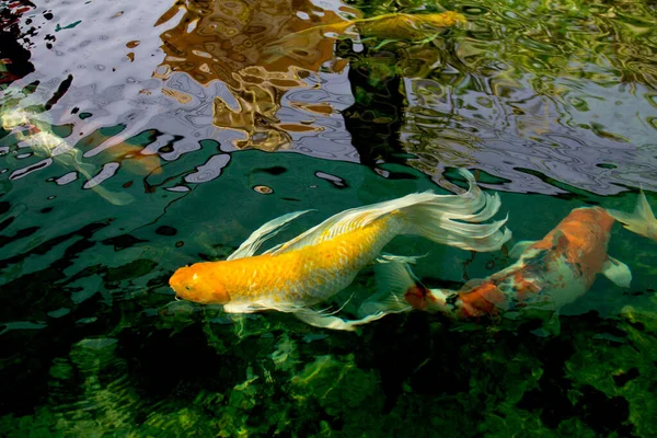 Stockfotos Schmetterling Koi Bilder Stockfotografie Schmetterling Koi Lizenzfreie Fotos Depositphotos