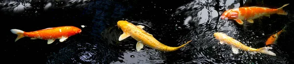 Fancy koi carp fishes such as golden koi fish Doitsu Yamabuki Ogon,  Hikarimujimono, Nanashigoi and red- white Kohaku carp koi are swimming in the pond. Panorama picture. Lampang Thailand.