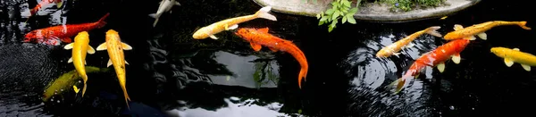 Los Peces Carpa Koi Lujo Como Pez Koi Dorado Doitsu Imagen De Stock