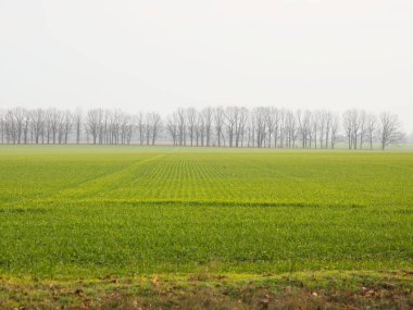 Büyük bir tarlada yükselen yeşil buğday. Gelecek tahıl hasadı. Ekmek yetiştirmek için tarım teknolojileri. Tarım sonbahar manzarası. İngiltere 'de sisli bir gün. Filizlenmiş tarımsal ekinler