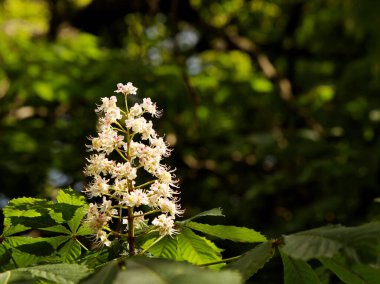 At kestanesinin beyaz infloresanları. Çiçekli bahar doğası. Böcekler için bir nektar kaynağı. Şehir yeşili alanlar. Çekmek için tatlı bir koku. Süslü bitkilerle peyzaj. Ağaçların gölgesi.