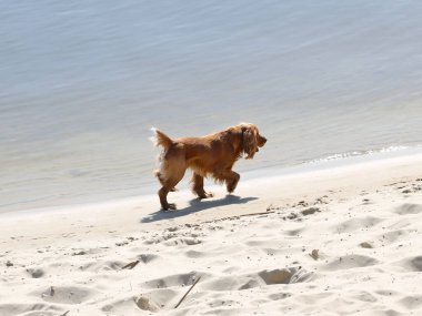 Kırmızı bir cocker spaniel köpek sevinçle deniz kenarında koşar. Evcil hayvanlarla denizde tatil. Köpek nehrin yanında yürüyor. Safkan av köpekleri yetiştiriyorlar. Eğlenceli koşu. Yüzmek için bir yer..