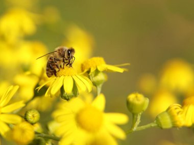 Bir arı, sarı bir kır çiçeğinden nektar toplar. Bulanık bir geçmişi olan bir bitkinin makro böceği. Hasat. Bitki çiçeklerinin tozlaşması. Ilıman bölgenin Flora ve Fauna 'sı. Doğal.