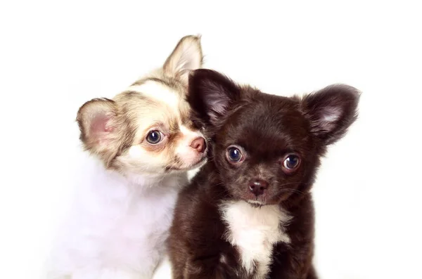 Chihuahua uzun saçlı beyaz ve kahverengi köpek yavrularının beyaz arka planda izole edilmiş stüdyo resimleri.