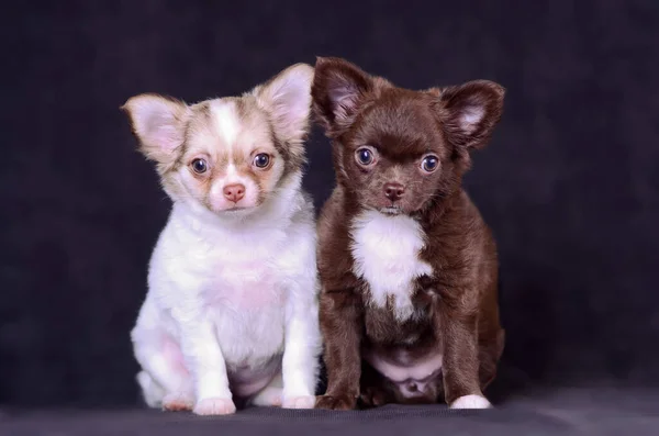 Chihuahua, siyah arka planda iki uzun saçlı beyaz ve kahverengi köpek yavrusu stüdyo resmi.