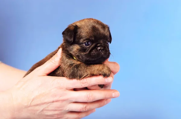 Griffon Bruxellois Petit Brabanson Cachorro Sentado Cucasiano Mãos Mulher Estúdio — Fotografia de Stock