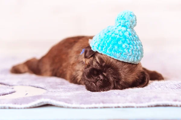 Griffon Bruxellois Petit Brabanson şapkalı köpek yavrusu battaniye stüdyo resminde uyuyor..
