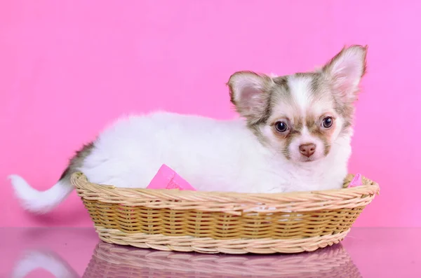 Chihuahua Chiot Blanc Brun Aux Cheveux Longs Couché Dans Panier — Photo