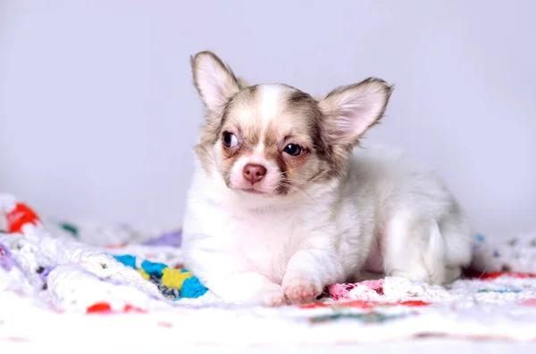 Chihuahua Chiot Blanc Brun Aux Cheveux Longs Posé Sur Portrait — Photo