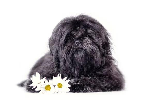 Güzel siyah shih tzu köpek yavrusu stüdyosu portresi. Beyaz arka planda izole edilmiş çiçekli tüylü köpek yavrusu..