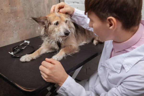 Adorable Perro Rescate Raza Mixta Mirando Veterinario Durante Examen Médico — Foto de Stock