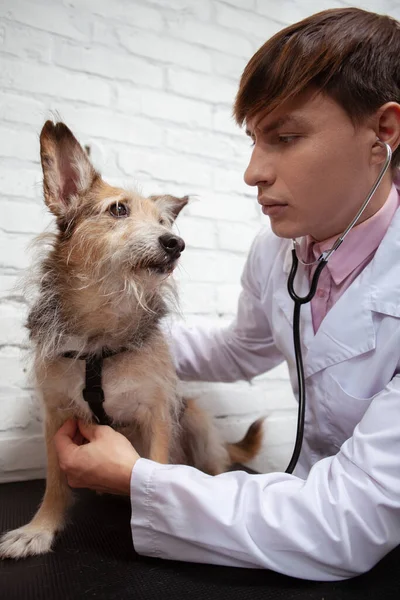 Vertical shot of a handsome male vet checking heart of cute rescue dog, using stethoscope