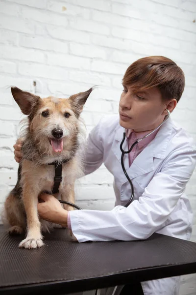 Tiro Vertical Veterinario Masculino Examinando Feliz Perro Refugio Saludable Hospital — Foto de Stock
