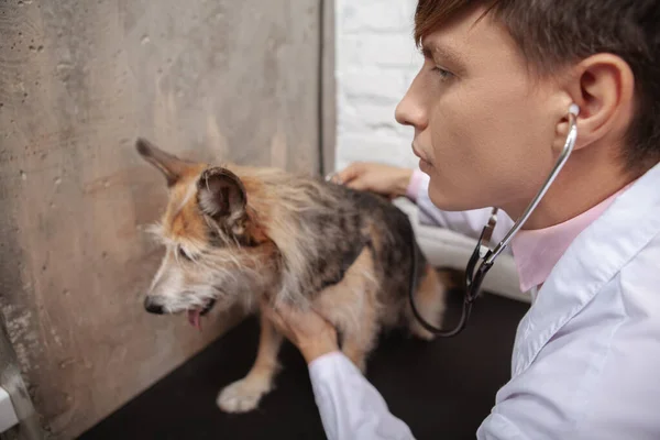 Close Male Vet Using Stethoscope Examining Mixed Breet Shelter Dog — Foto de Stock