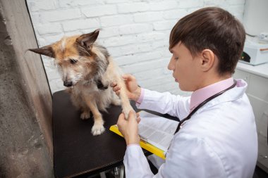 Genç veteriner, sevimli bir barınak köpeğinin uzuvlarını ve pençelerini inceliyor.