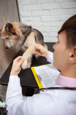Pençelerini veteriner tarafından muayene ettiren sevimli bir barınak köpeğinin dikey çekimi.