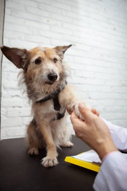 Vertical shot of a cute rescue mixed breed dog giving his paw to a doctor, sharing handshake clipart