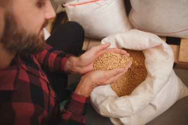 Bira fabrikasında çalışan, elinde arpa tohumu tutan sakallı bir bira imalatçısı.